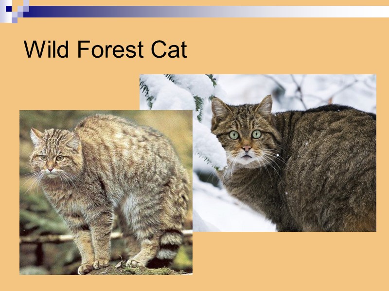 Wild Forest Cat